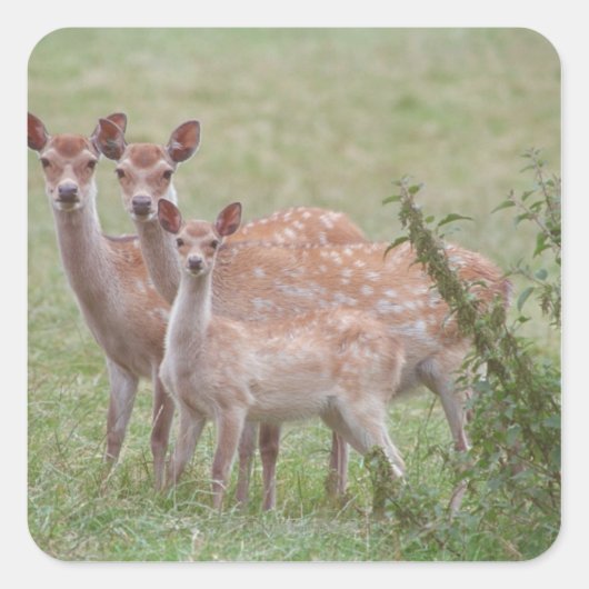 Gespikkelde Deer met Fawn Vierkante Sticker (Voorkant)