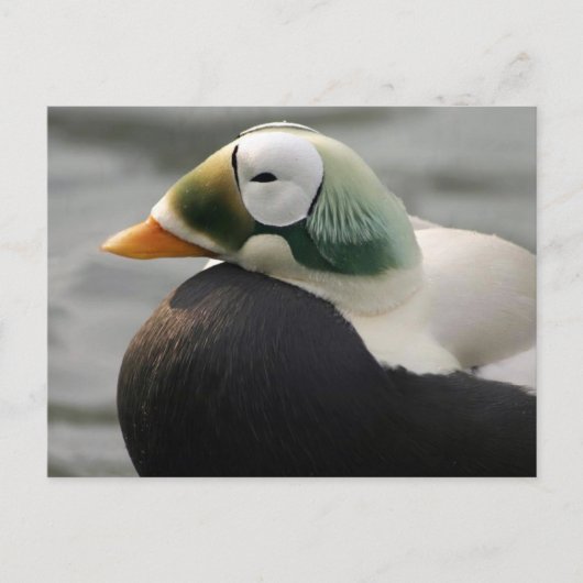 Gespikkelde Eider Briefkaart (Voorkant)