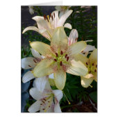 Gespikkelde gele lelie bloeit blanke Kaart (Voorkant)