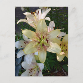 Gespikkelde Gele Lelie Bloemen Briefkaart