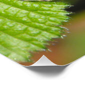 Gespikkelde houten vlinder perfect poster (Hoek)