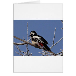  gespikkelde houtspecht