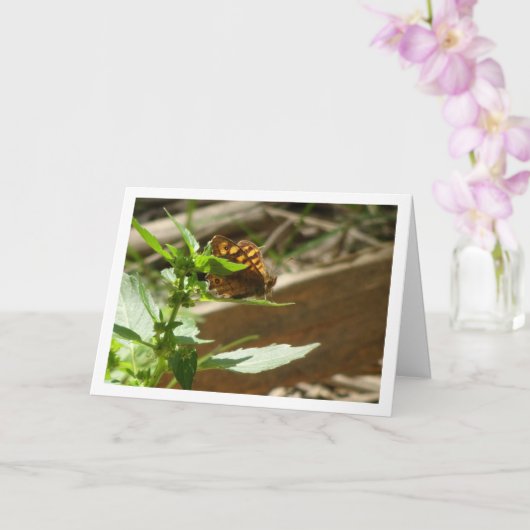 Gespikkelde houtvlinder Maculada, Pararge Aegeria Kaart (Orchidee)