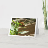 Gespikkelde houtvlinder Maculada, Pararge Aegeria Kaart (Voorkant)