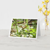 Gespikkelde houtvlinder Maculada, Pararge Aegeria Kaart (Gele Bloem)