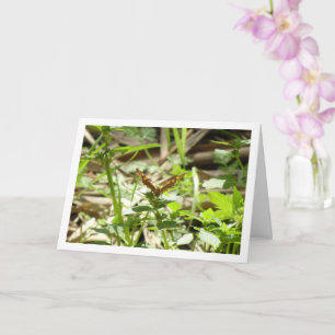 Gespikkelde houtvlinder Maculada, Pararge Aegeria Kaart