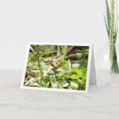 Gespikkelde houtvlinder Maculada, Pararge Aegeria Kaart (Voorkant)