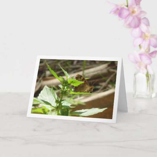 Gespikkelde houtvlinder Maculada, Pararge Aegeria Kaart (Orchidee)