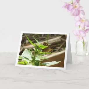 Gespikkelde houtvlinder Maculada, Pararge Aegeria Kaart