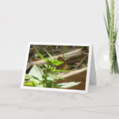 Gespikkelde houtvlinder Maculada, Pararge Aegeria Kaart (Voorkant)