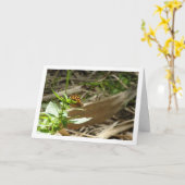 Gespikkelde houtvlinder Maculada, Pararge Aegeria Kaart (Gele Bloem)