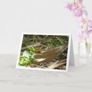 Gespikkelde houtvlinder Maculada, Pararge Aegeria Kaart