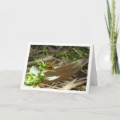 Gespikkelde houtvlinder Maculada, Pararge Aegeria Kaart (Voorkant)