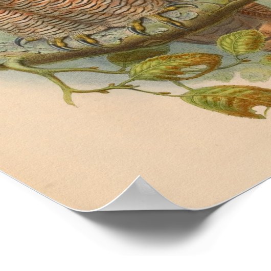 Gespikkelde houtwout  vogelvlek afdrukken poster (Hoek)