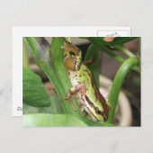 Gespikkelde kikker in het Plant Pepper Briefkaart (Voorkant / Achterkant)