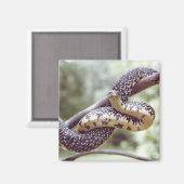 Gespikkelde King Snake Magnet (Voorkant / Achterkant)