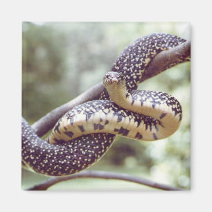 Gespikkelde King Snake Magnet