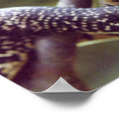 Gespikkelde Poster van Koningsslang (Hoek)