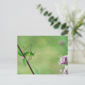Gespikkelde Struik-cricket (Leptofyes punctatissim Briefkaart (Staand voorkant)