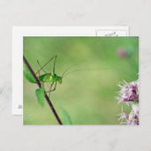 Gespikkelde Struik-cricket (Leptofyes punctatissim Briefkaart (Voorkant / Achterkant)