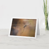 Gespikkelde Wielspin Kaart (Voorkant)