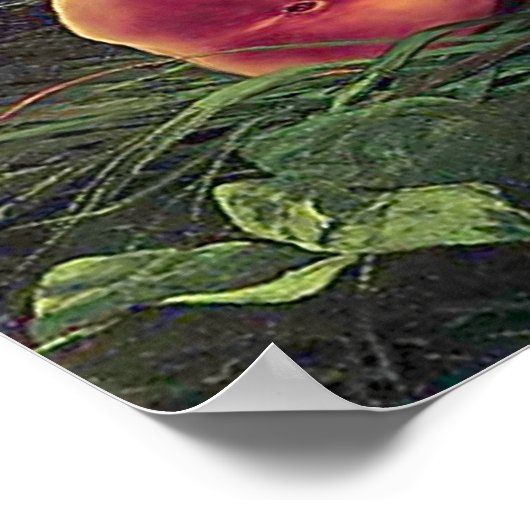 Gespoelde perziken poster (Hoek)