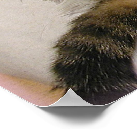 GESPOILEERD PRINCESS CAT LAYING ON BACK POSTER (Hoek)