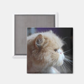Gesponnen Perzisch Kat Magnet (Voorkant / Achterkant)