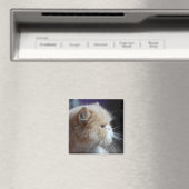 Gesponnen Perzisch Kat Magnet (Insitu (Vaatwasser))