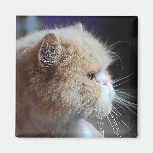 Gesponnen Perzisch Kat Magnet (Voorkant)