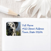 Gespot Dalmatische retour adres label (Insitu)