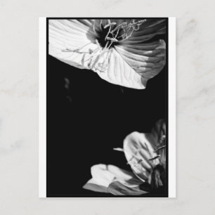 Gesprek Zwart-wit Bloemen Fotografie P Briefkaart