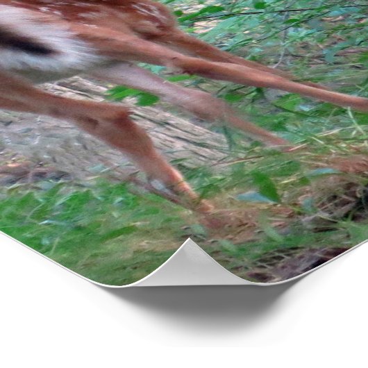 Gestartled Fawn Poster (Hoek)