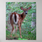 Gestartled Fawn Poster (Voorkant)