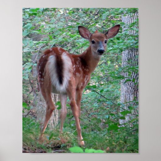 Gestartled Fawn Poster (Voorkant)