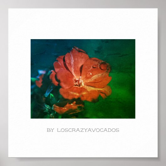 Gestormd rood groen geraniumventiel Poster (Voorkant)