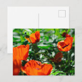 Gestormde rode papaverbloemen tuin briefkaart (Voorkant / Achterkant)