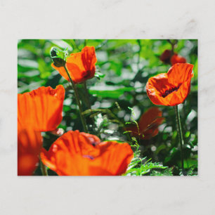 Gestormde rode papaverbloemen tuin briefkaart