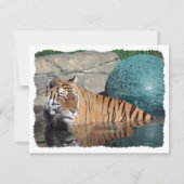 , gestormde uitnodigingen voor Bengal Tiger (Voorkant)