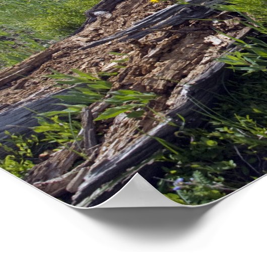 Gestorven bomen en wilde bergbloemen poster (Hoek)