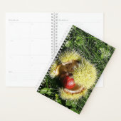 Gestorven kastanjevruchten in een husk. planner (Display)