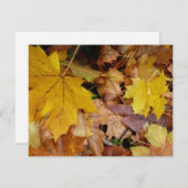 Gestorven Maple laat Yellow Autumn Natuur (Voorkant / Achterkant)