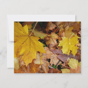 Gestorven Maple laat Yellow Autumn Natuur