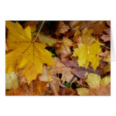 Gestorven Maple laat Yellow Autumn Natuur (Voorkant Horizontaal)