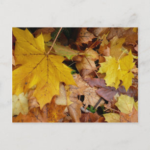 Gestorven Maple laat Yellow Autumn Natuur Briefkaart