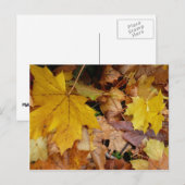 Gestorven Maple laat Yellow Autumn Natuur Briefkaart (Voorkant / Achterkant)