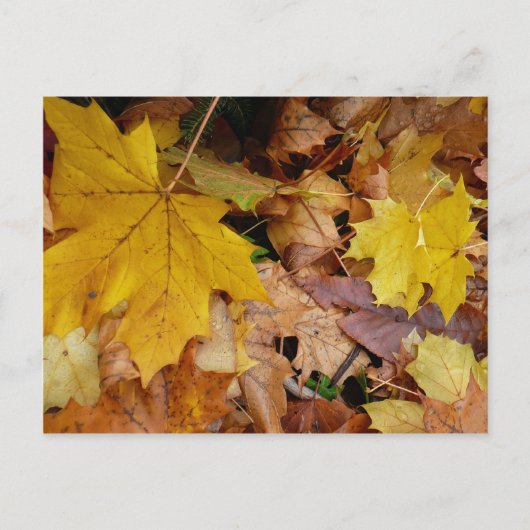 Gestorven Maple laat Yellow Autumn Natuur Briefkaart (Voorkant)