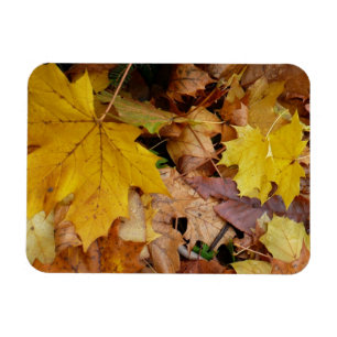 Gestorven Maple laat Yellow Autumn Natuur Magneet