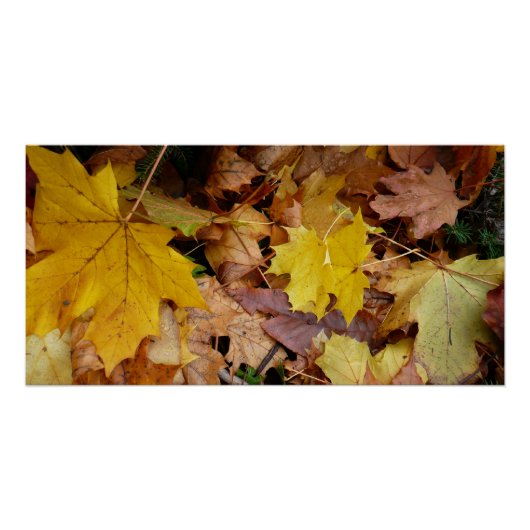 Gestorven Maple laat Yellow Autumn Natuur Poster (Voorkant)