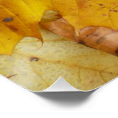 Gestorven Maple laat Yellow Autumn Natuur Poster (Hoek)